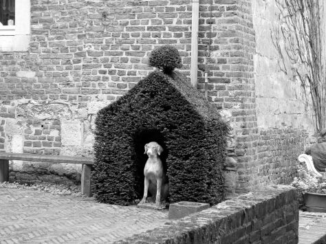 Guarding dog
